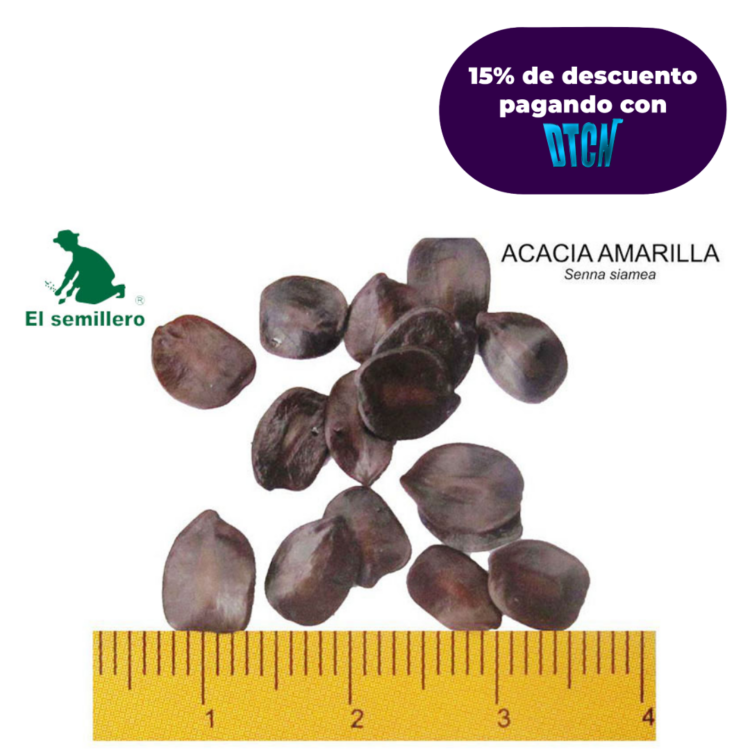 ACACIA AMARILLA (SEMILLA)