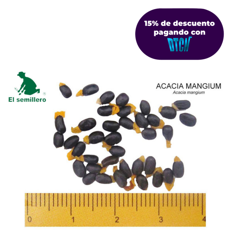 ACACIA MANGIUM X 1GR (SEMILLA)