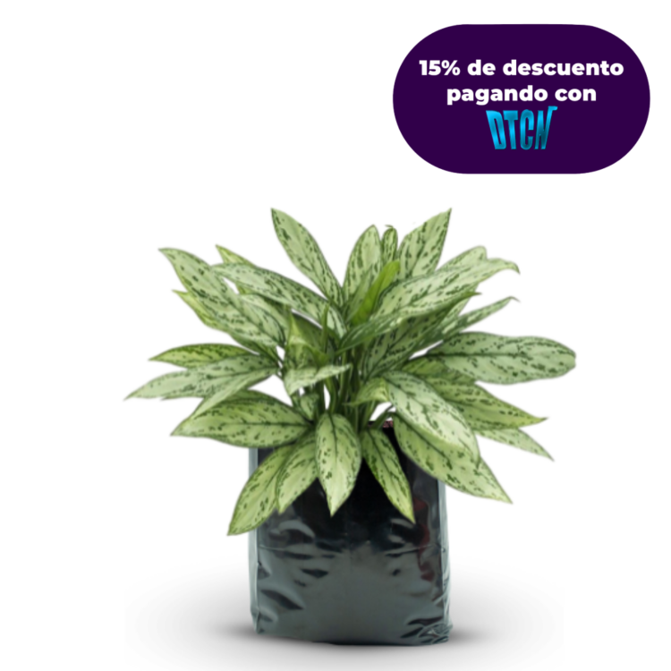 AGLAONEMA SILVER QUEEN