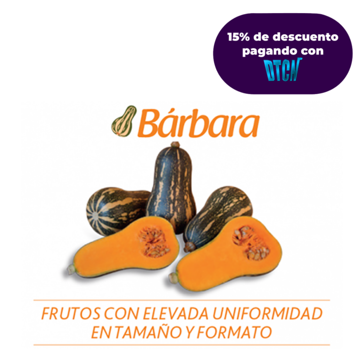 AHUYAMA HIBRIDA BARBARA 1000 SEMILLAS