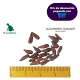 ALCAPARRO GIGANTE (SEMILLA)