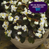 BEGONIA SEMPERFLORENS