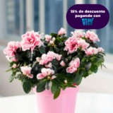 BIFLORA