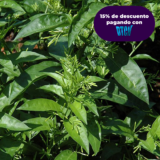 CABALLERO DE LA NOCHE