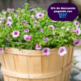 CALIBRACHOA