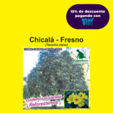 CHICALÁ - FRESNO (SEMILLA)