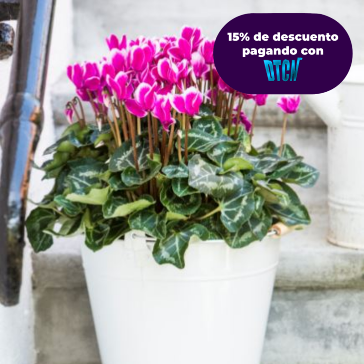 CICLAMEN – VIOLETA DE LOS ALPES