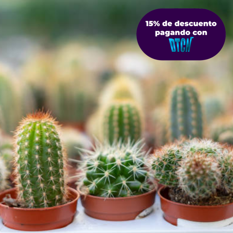 Cactus Mini (matera 5 cm)