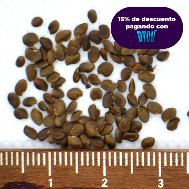 DINDE MORA (SEMILLA)