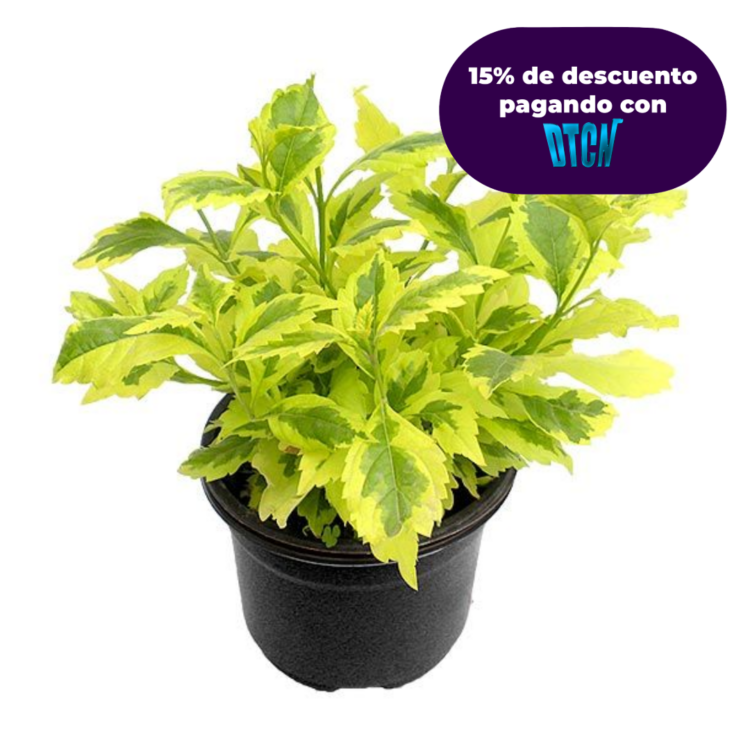 DURANTA VARIEGADA