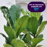 FICUS PANDURATA 80 CM ALTO
