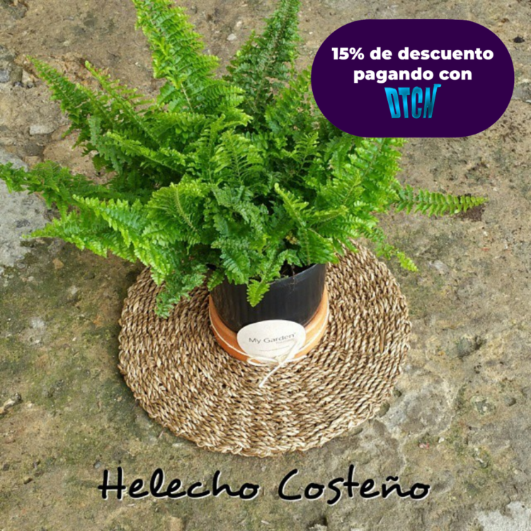 HELECHO COSTEÑO