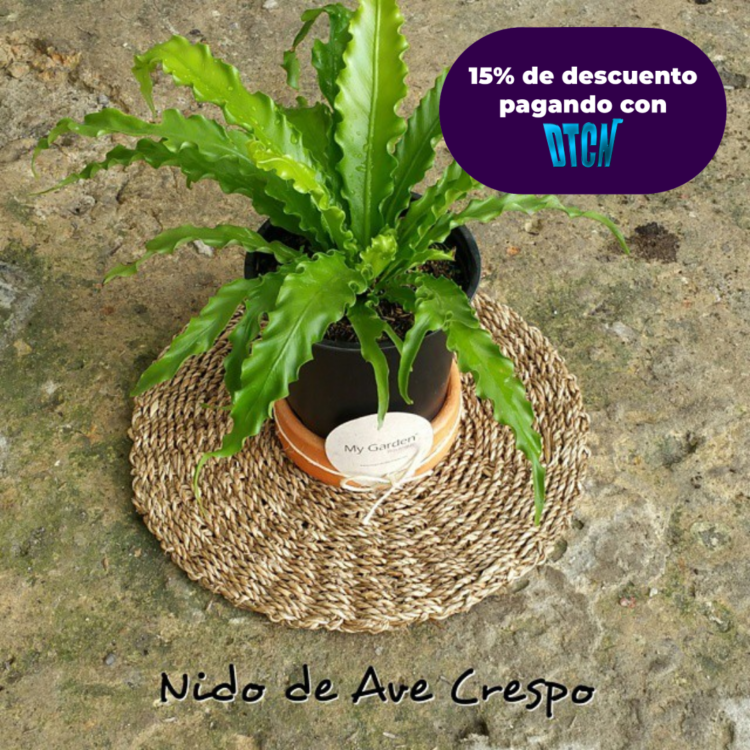 HELECHO NIDO CRESPO