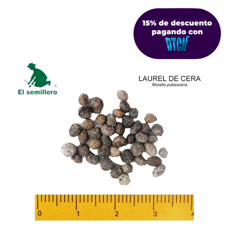 LAUREL DE CERA (SEMILLA)