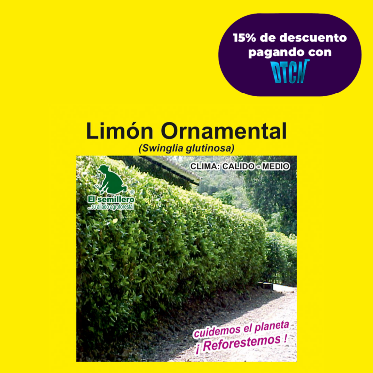 LIMÓN ORNAMENTAL SWINGLIA (SEMILLA)