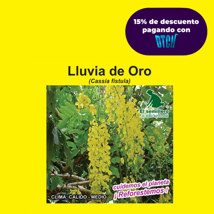 LLUVIA DE ORO (SEMILLA)