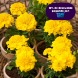 MARIGOLD