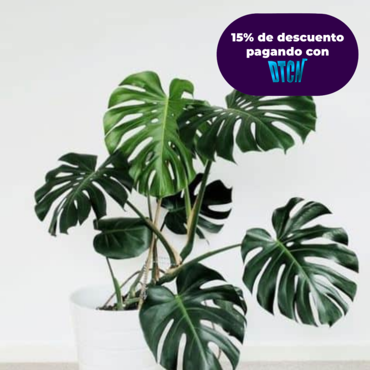 MONSTERA DELICIOSA