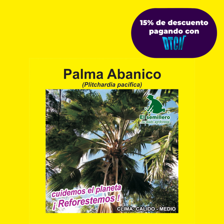 PALMA ABANICO (SEMILLA)