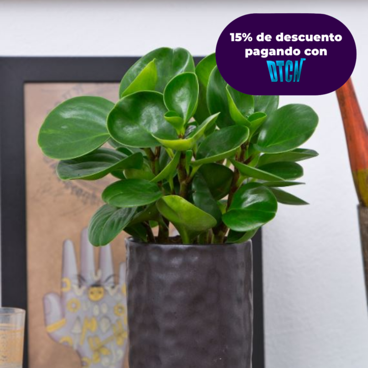 PEPEROMIA OBTUSIFOLIA