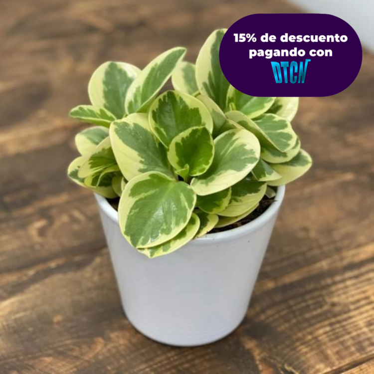 PEPEROMIA OBTUSIFOLIA VARIEGATA