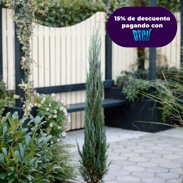 PINO VELA – JUNIPERUS SCOPULORUM BLUE ARROW