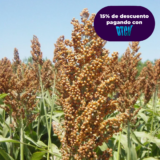 SORGO 9782P FORRAJERO X KG (SEMILLA)