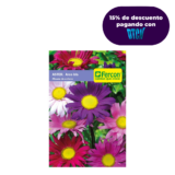 Semillas De Aster Arco Iris Mezcla X 0.5gr